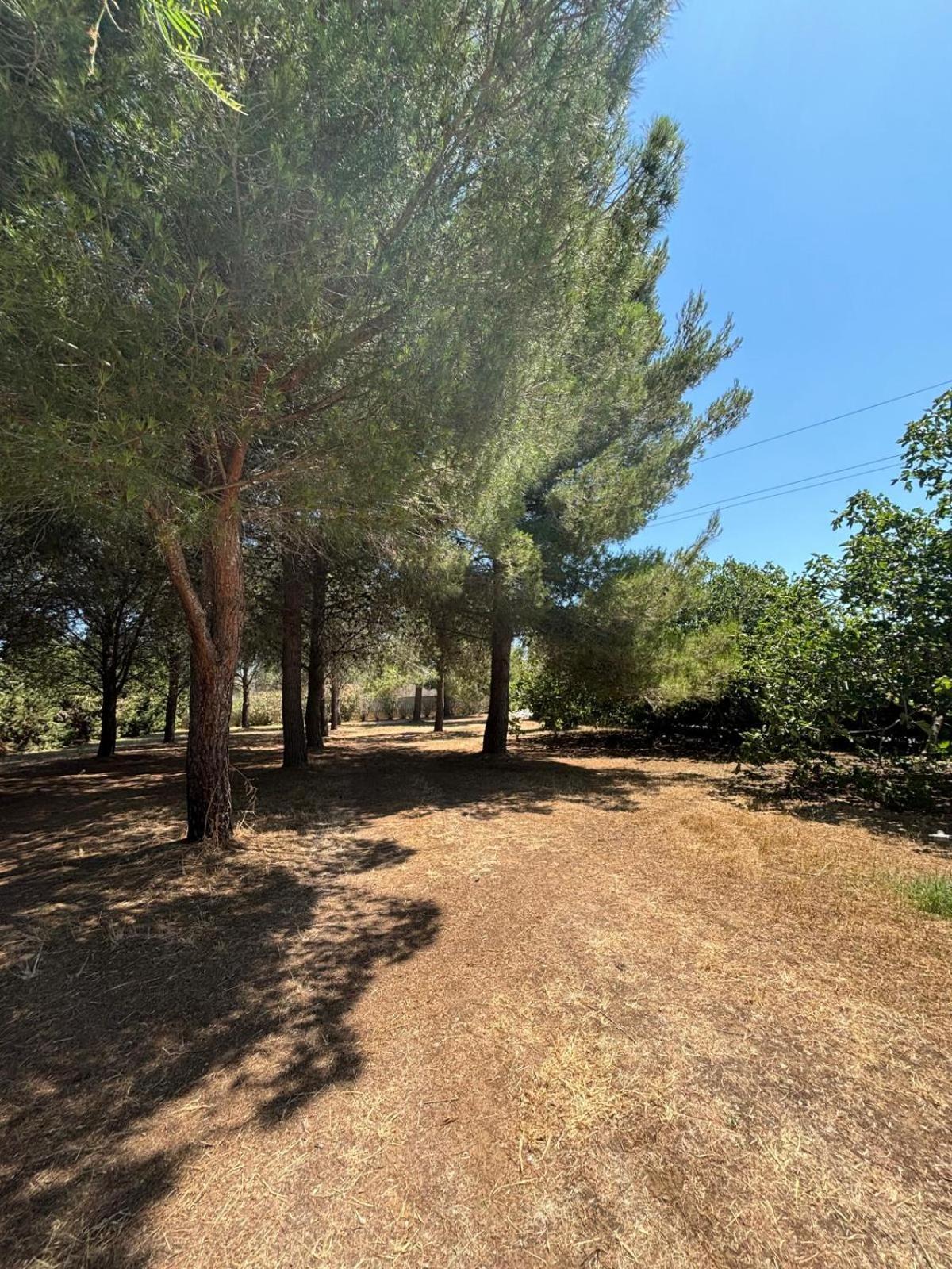 Tenuta Pizzi San Pietro Vernotico Esterno foto